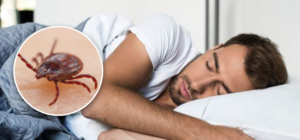 Hombre durmiendo plácidamente mientras una imagen de una garrapata aparece en su sueño, simbolizando la reflexión sobre soñar con garrapatas.