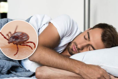 Hombre durmiendo plácidamente mientras una imagen de una garrapata aparece en su sueño, simbolizando la reflexión sobre soñar con garrapatas.